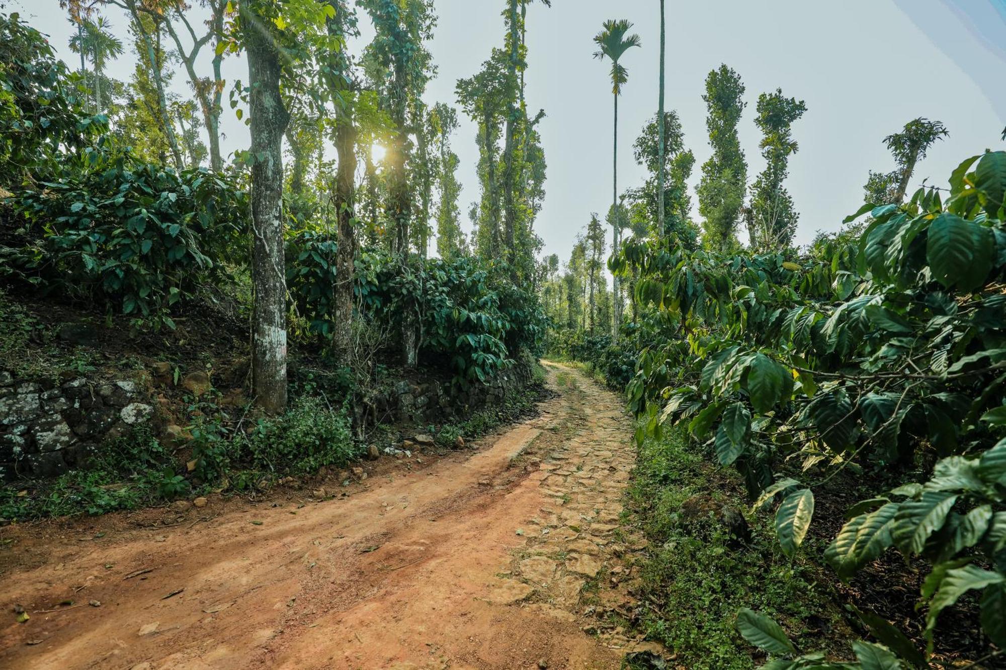 Farm stay Hill Rows Estate By Greenescapes Vythiri